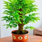 Cây Kim Tiền Hợp Tuổi Mão
