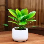 Cây phong thủy cho người mệnh Thủy