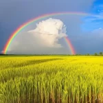 Mây ngũ sắc trên đồng lúa chín vàng
