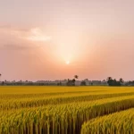 Tranh Mặt Trời Mọc Trên Đồng Lúa Chín