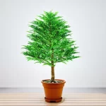 Cây Kim Tiền Hợp Tuổi Thân