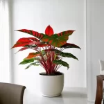 Cây phong thủy cho người mệnh Hỏa