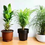Cây cảnh hợp tuổi Ngọ