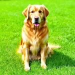 Chó Golden Retriever - biểu tượng của sự may mắn