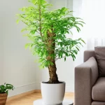 Cây Kim Tiền trong chậu trắng