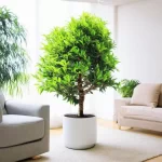 Cây cảnh hợp tuổi Thân