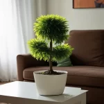 Cây Kim Ngân trong nhà