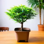 Cây Kim Ngân Lượng