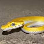 Rắn sữa pet