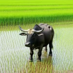 Con trâu cày ruộng