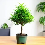 Cây Kim Ngân - Quà tặng phong thủy cho người tuổi Dần