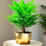Cây Kim Ngân hợp mệnh Hỏa
