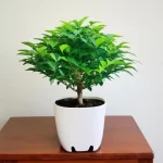 Cây Kim Tiền hợp mệnh Kim