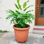 Cây Kim Tiền mệnh Kim
