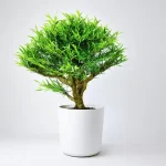 Cây Kim Tiền Mang Lại May Mắn Cho Người Mệnh Mộc