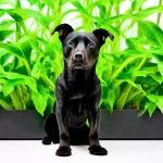 Chó màu đen cho người mệnh Mộc