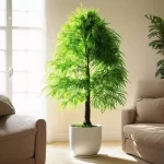 Cây Kim Tiền Mệnh Thổ