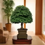 Cây kim tiền hợp tuổi Dần