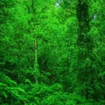 Rừng cây xanh mát