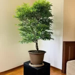 Cây Kim Tiền - Tuổi Dậu Hợp Cây Gì?