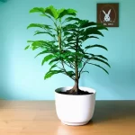 Cây kim tiền cho tuổi Mão