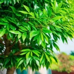 Cây Kim Ngân - Biểu tượng cho sự giàu sang phú quý