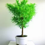 Cây Kim Tiền - Loại cây phong thủy được ưa chuộng