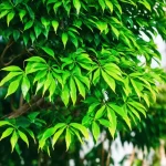 Cây Kim Tiền - Biểu tượng của tài lộc, thịnh vượng
