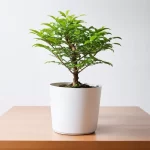 Cây Kim Tiền - Tuổi Tý Hợp Cây Gì