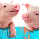 Nằm Mơ Thấy Chuồng Heo: Giải Mã Ý Nghĩa, Điềm Báo Và Con Số May Mắn