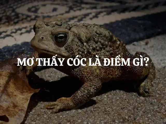 Giấc Mơ Cóc Vàng: Ý Nghĩa Từ Tâm Linh Đến Khoa Học Giấc Mơ Cóc Vàng: Ý Nghĩa Từ Tâm Linh Đến Khoa Học
