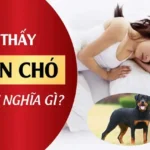 Nằm Mơ Thấy Cứu Chó Là Điềm Gì? Giải Mã Chi Tiết Từng Tình Huống