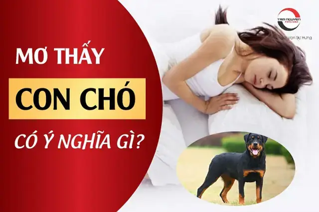 Nằm Mơ Thấy Cứu Chó Là Điềm Gì? Giải Mã Chi Tiết Từng Tình Huống