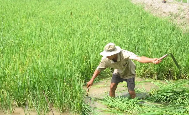 Giấc Mơ Thấy Dao Rựa: Giải Mã Từ Góc Độ Tâm Lý Đời Sống Và Ứng Dụng Thực Tế Giấc Mơ Thấy Dao Rựa: Giải Mã Từ Góc Độ Tâm Lý Đời Sống Và Ứng Dụng Thực Tế