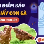 Nằm Mơ Thấy Gà: Ý Nghĩa, Điềm Báo Và Con Số May Mắn