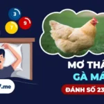 Ý Nghĩa Giấc Mơ Thấy Gà Mái: Từ Tín Ngưỡng Đến Góc Nhìn Hiện Đại