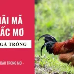 Giấc Mơ Bắt Gà Trống: Giải Mã Ý Nghĩa Và Điềm Báo Chi Tiết