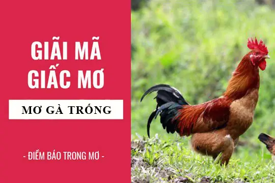 Giấc Mơ Bắt Gà Trống: Giải Mã Ý Nghĩa Và Điềm Báo Chi Tiết