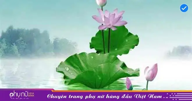 Nằm Mơ Thấy Lá Sen: Tất Tần Tật Ý Nghĩa Bạn Cần Biết