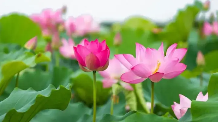 Nằm Mơ Thấy Lá Sen: Tất Tần Tật Ý Nghĩa Bạn Cần Biết