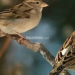 Mơ Thấy Chim Non: Giải Mã Ý Nghĩa Và Điềm Báo Trong Giấc Mơ