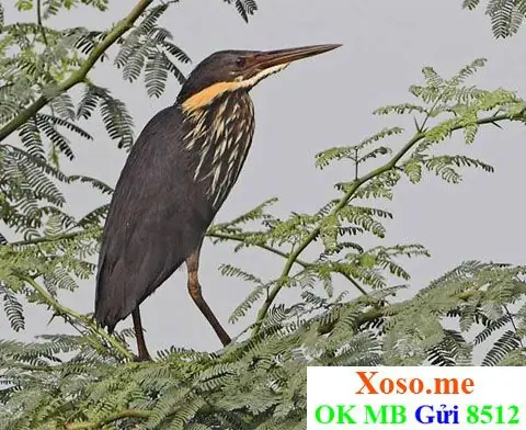 Mơ Thấy Đậu Đen: Giải Mã Ý Nghĩa Từ Góc Độ Văn Hóa Và Tâm Lý