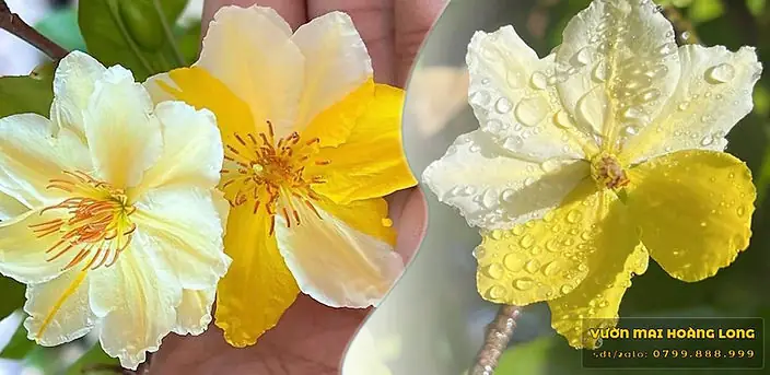 Giấc Mơ Được Tặng Hoa: Ý Nghĩa Từ Tâm Lý Đến Văn Hóa Giấc Mơ Được Tặng Hoa: Ý Nghĩa Từ Tâm Lý Đến Văn Hóa