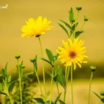 Giấc Mơ Được Tặng Hoa: Ý Nghĩa Từ Tâm Lý Đến Văn Hóa