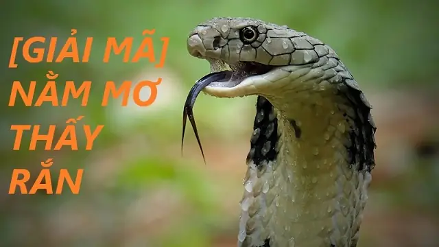Giấc Mơ Giết Rắn Xanh: Ý Nghĩa Tâm Lý Và Thông Điệp Từ Vô Thức Giấc Mơ Giết Rắn Xanh: Ý Nghĩa Tâm Lý Và Thông Điệp Từ Vô Thức
