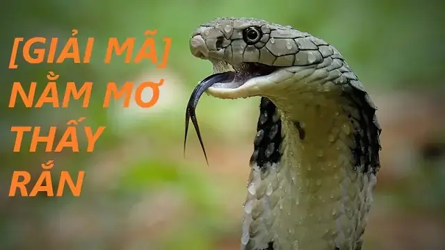 Giấc Mơ Giết Rắn Xanh: Ý Nghĩa Tâm Lý Và Thông Điệp Từ Vô Thức