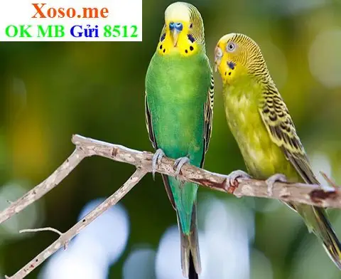 Mơ Thấy Hạt Đậu Xanh: Ý Nghĩa Từ Truyền Thống Đến Thực Tế Mơ Thấy Hạt Đậu Xanh: Ý Nghĩa Từ Truyền Thống Đến Thực Tế