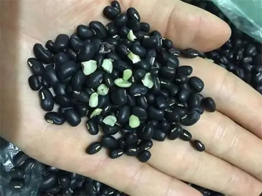 Mơ Thấy Hạt Đậu Xanh: Ý Nghĩa Từ Truyền Thống Đến Thực Tế Mơ Thấy Hạt Đậu Xanh: Ý Nghĩa Từ Truyền Thống Đến Thực Tế