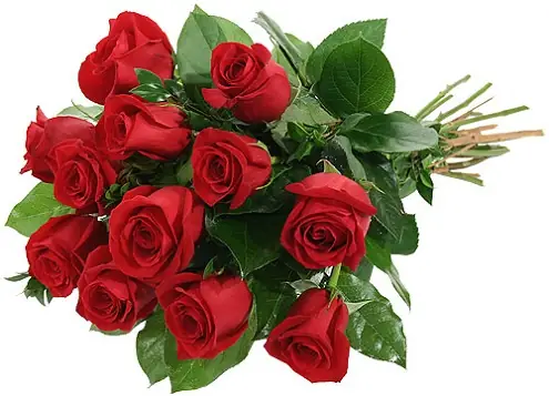 Mơ Thấy Hoa Hồng Đỏ: Giải Mã Ý Nghĩa Tâm Linh Và Bí Số May Mắn Mơ Thấy Hoa Hồng Đỏ: Giải Mã Ý Nghĩa Tâm Linh Và Bí Số May Mắn