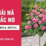 Mơ Thấy Hoa Hồng Đỏ: Giải Mã Ý Nghĩa Tâm Linh Và Bí Số May Mắn